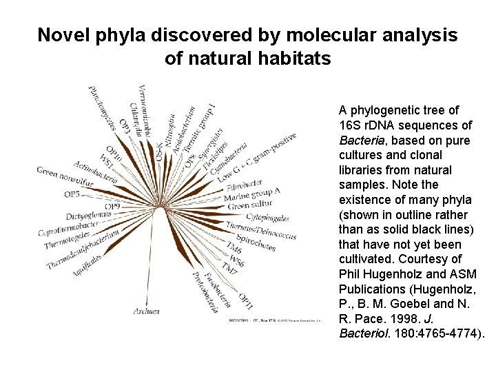 Novel phyla discovered by molecular analysis of natural habitats A phylogenetic tree of 16 Novel phyla discovered by molecular analysis of natural habitats A phylogenetic tree of 16