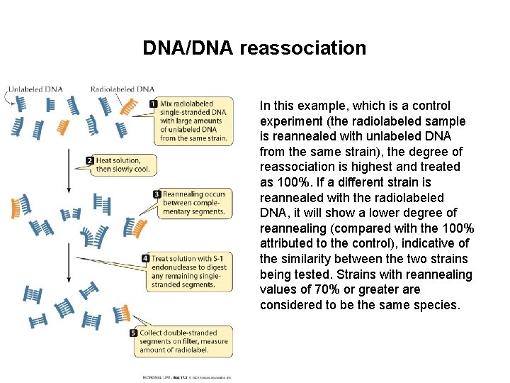 DNA/DNA reassociation In this example, which is a control experiment (the radiolabeled sample is DNA/DNA reassociation In this example, which is a control experiment (the radiolabeled sample is