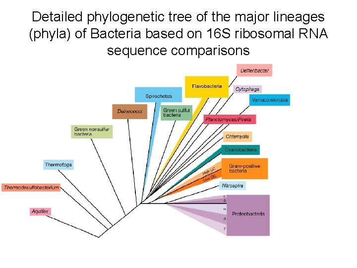 Detailed phylogenetic tree of the major lineages (phyla) of Bacteria based on 16 S Detailed phylogenetic tree of the major lineages (phyla) of Bacteria based on 16 S