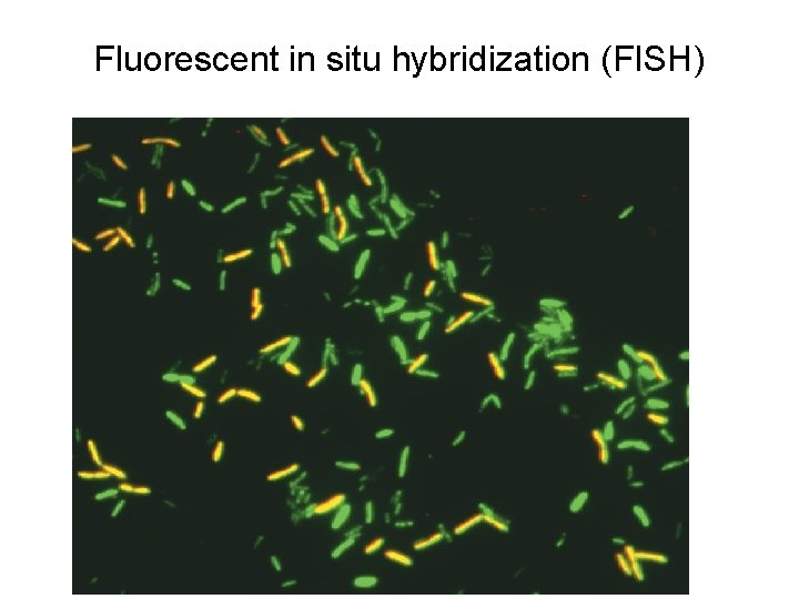 Fluorescent in situ hybridization (FISH) Fluorescent in situ hybridization (FISH)