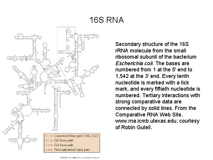 16 S RNA Secondary structure of the 16 S r. RNA molecule from the