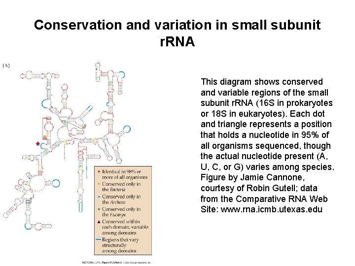 Conservation and variation in small subunit r. RNA This diagram shows conserved and variable Conservation and variation in small subunit r. RNA This diagram shows conserved and variable