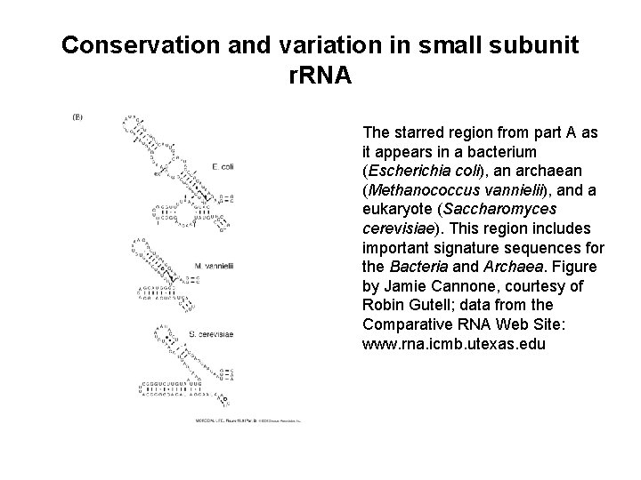 Conservation and variation in small subunit r. RNA The starred region from part A Conservation and variation in small subunit r. RNA The starred region from part A