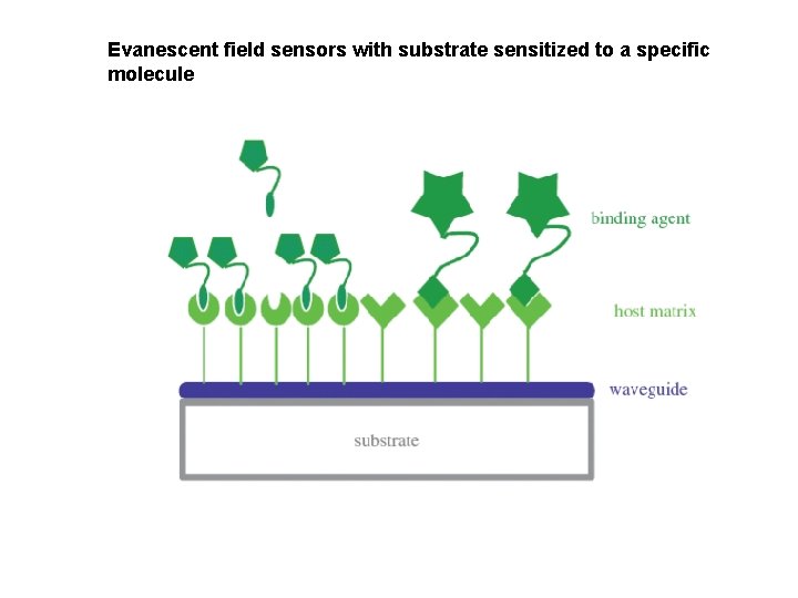 Evanescent field sensors with substrate sensitized to a specific molecule 