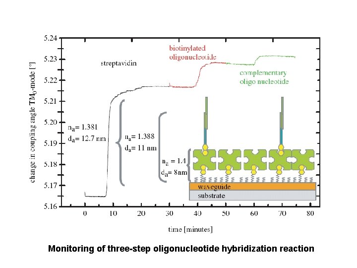 Monitoring of three-step oligonucleotide hybridization reaction 