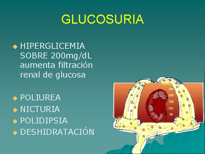 GLUCOSURIA u HIPERGLICEMIA SOBRE 200 mg/d. L aumenta filtración renal de glucosa POLIUREA u