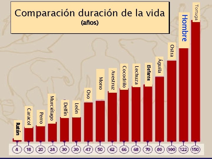 Tortuga Hombre Comparación duración de la vida (años) Ostra Águila Elefante Lechuza Cocodrilo Avestruz