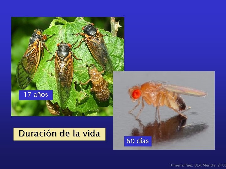 17 años Duración de la vida 60 días Ximena Páez ULA Mérida 2008 