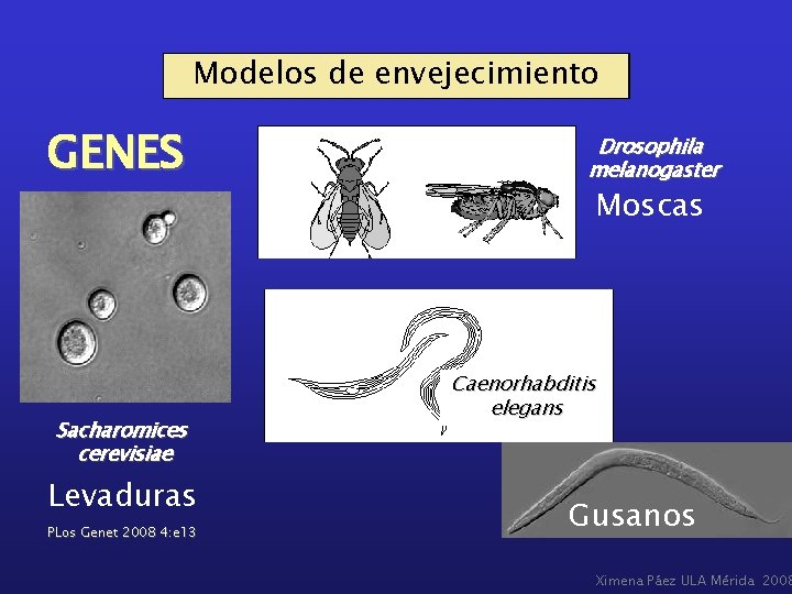 Modelos de envejecimiento GENES Sacharomices cerevisiae Levaduras PLos Genet 2008 4: e 13 Drosophila