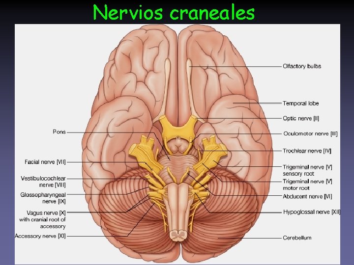 Nervios craneales 