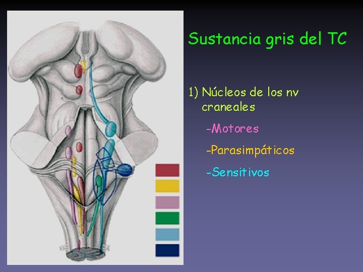 Sustancia gris del TC 1) Núcleos de los nv craneales -Motores -Parasimpáticos -Sensitivos 