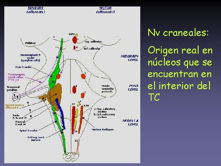 Nv craneales: Origen real en núcleos que se encuentran en el interior del TC