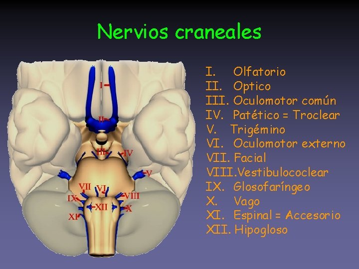 Nervios craneales I. Olfatorio II. Optico III. Oculomotor común IV. Patético = Troclear V.