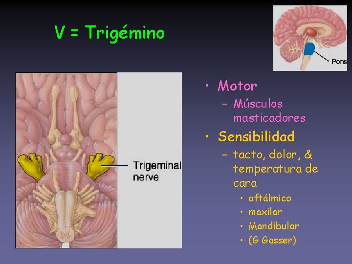 V = Trigémino • Motor – Músculos masticadores • Sensibilidad – tacto, dolor, &