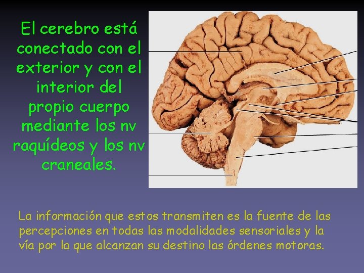 El cerebro está conectado con el exterior y con el interior del propio cuerpo