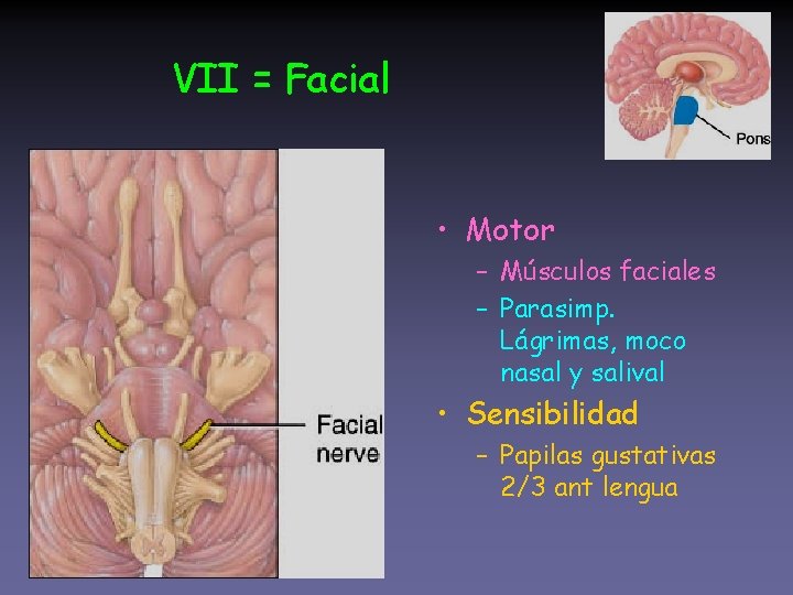 VII = Facial • Motor – Músculos faciales – Parasimp. Lágrimas, moco nasal y