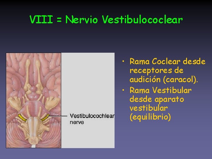 VIII = Nervio Vestibulococlear • Rama Coclear desde receptores de audición (caracol). • Rama