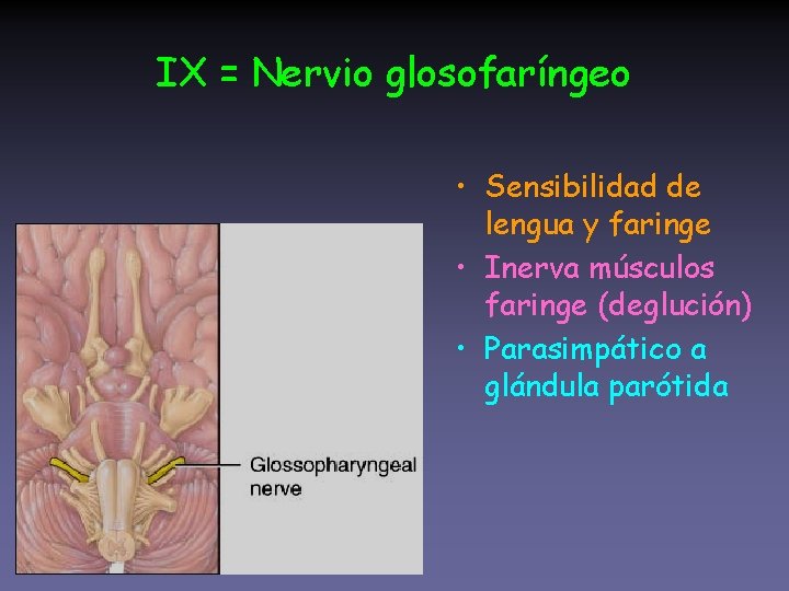 IX = Nervio glosofaríngeo • Sensibilidad de lengua y faringe • Inerva músculos faringe