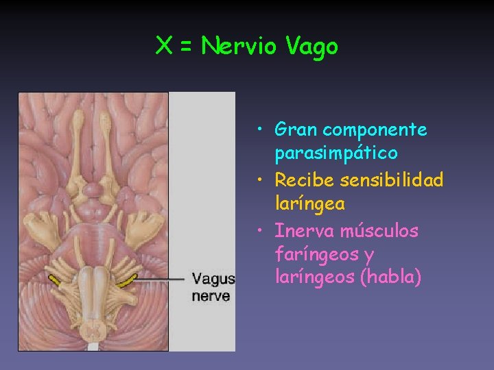 X = Nervio Vago • Gran componente parasimpático • Recibe sensibilidad laríngea • Inerva