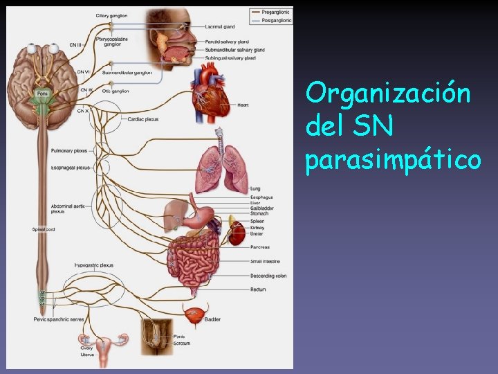 Organización del SN parasimpático 