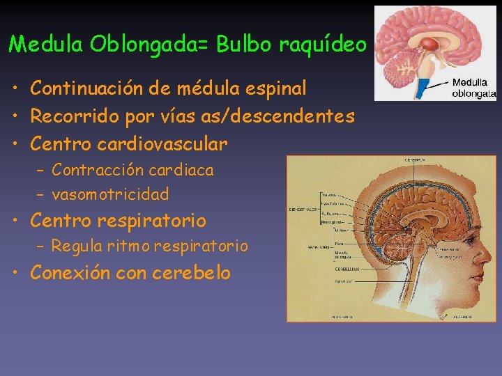 Medula Oblongada= Bulbo raquídeo • Continuación de médula espinal • Recorrido por vías as/descendentes
