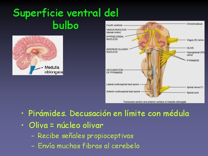 Superficie ventral del bulbo • Pirámides. Decusación en límite con médula • Oliva =