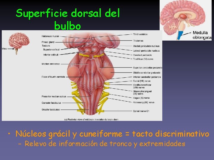 Superficie dorsal del bulbo • Núcleos grácil y cuneiforme = tacto discriminativo – Relevo