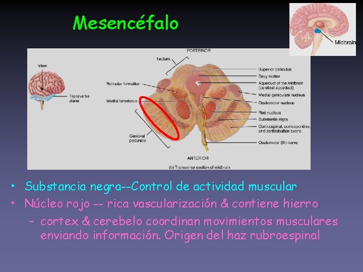 Mesencéfalo • Substancia negra--Control de actividad muscular • Núcleo rojo -- rica vascularización &