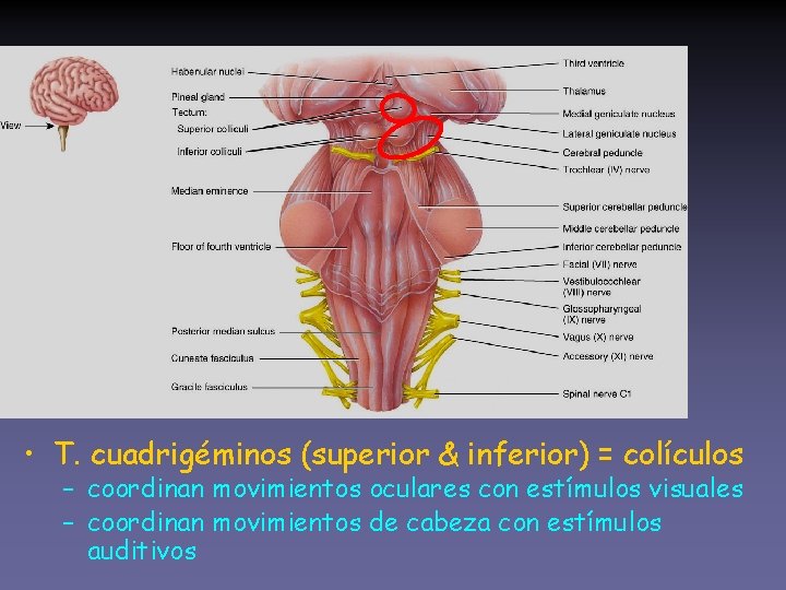  • T. cuadrigéminos (superior & inferior) = colículos – coordinan movimientos oculares con