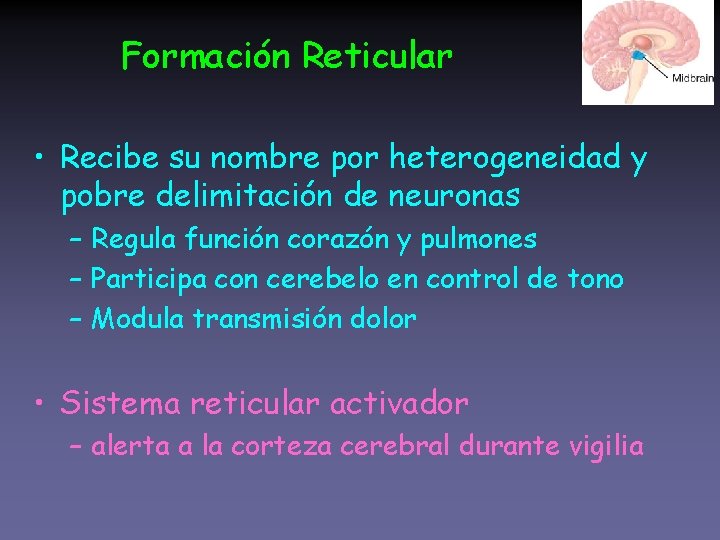 Formación Reticular • Recibe su nombre por heterogeneidad y pobre delimitación de neuronas –