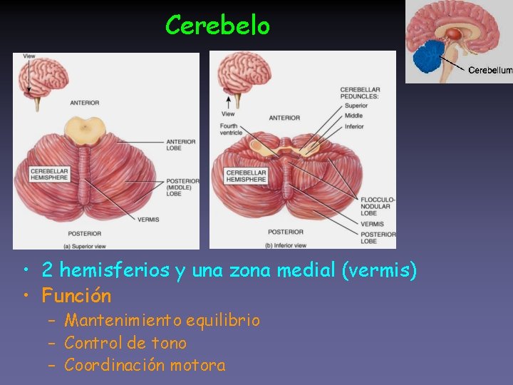 Cerebelo • 2 hemisferios y una zona medial (vermis) • Función – Mantenimiento equilibrio