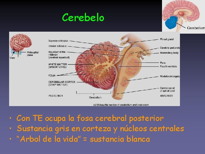 Cerebelo • Con TE ocupa la fosa cerebral posterior • Sustancia gris en corteza