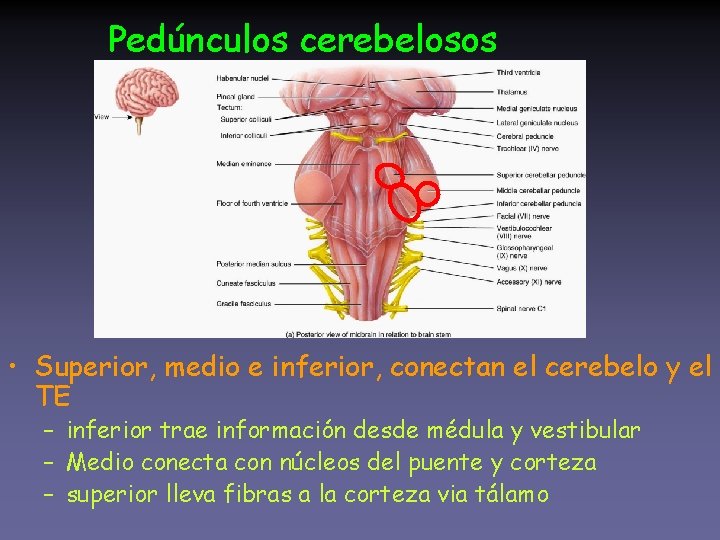 Pedúnculos cerebelosos • Superior, medio e inferior, conectan el cerebelo y el TE –