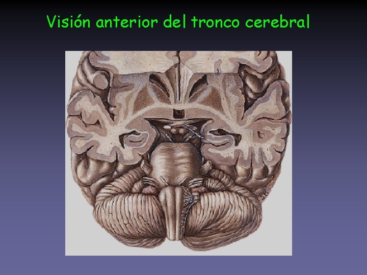 Visión anterior del tronco cerebral 
