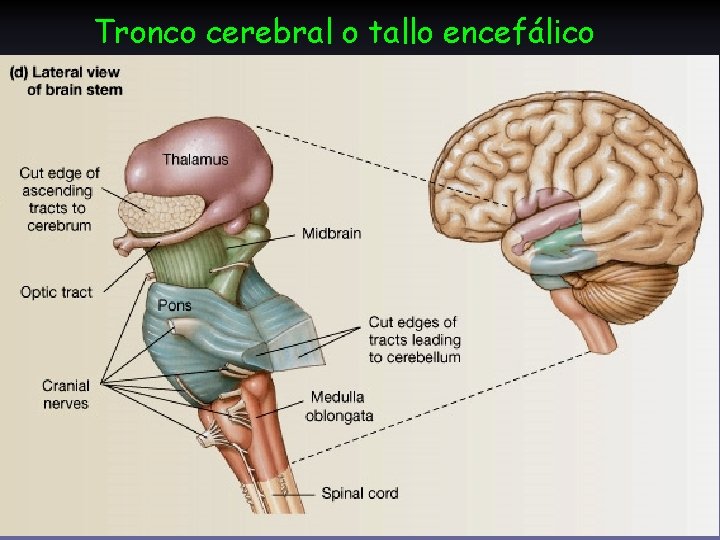 Tronco cerebral o tallo encefálico 