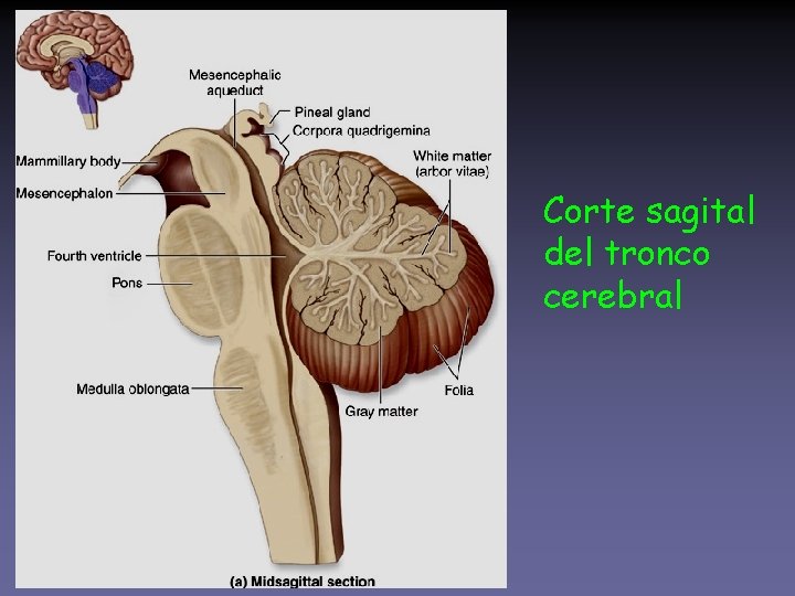Corte sagital del tronco cerebral 