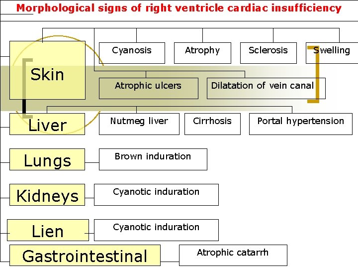 Morphological signs of right ventricle cardiac insufficiency Cyanosis Skin Liver Lungs Atrophy Atrophic ulcers