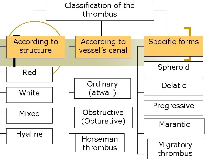 Classification of the thrombus According to structure According to vessel’s canal Spheroid Red White