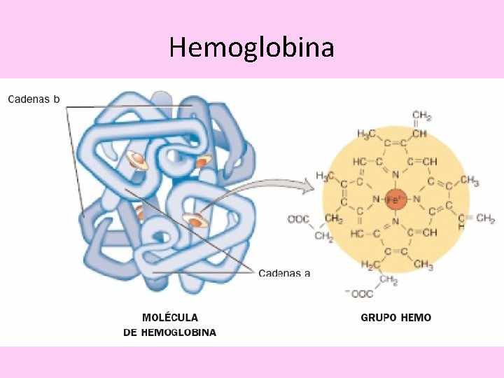 Hemoglobina 