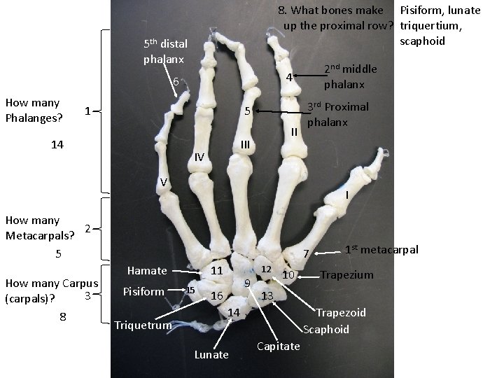 8. What bones make Pisiform, lunate up the proximal row? triquertium, scaphoid 5 th