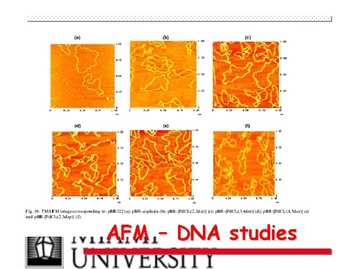 AFM – DNA studies 