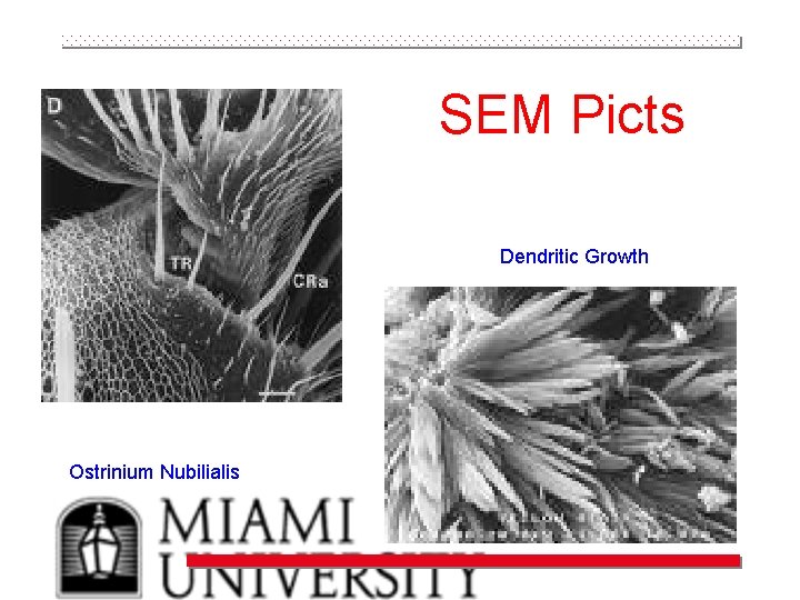 SEM Picts Dendritic Growth Ostrinium Nubilialis 