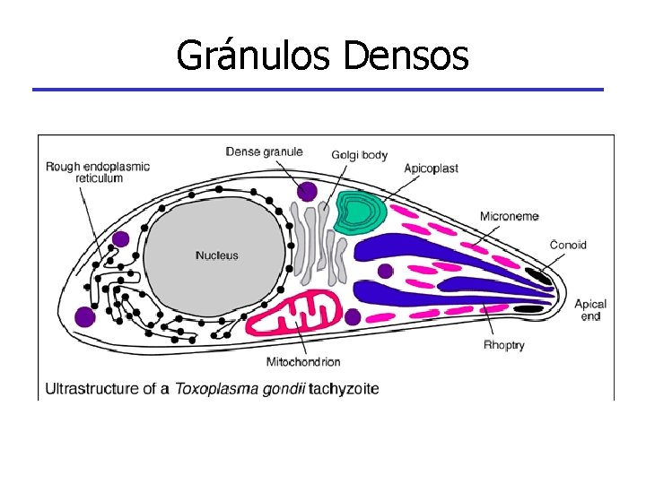 Gránulos Densos 