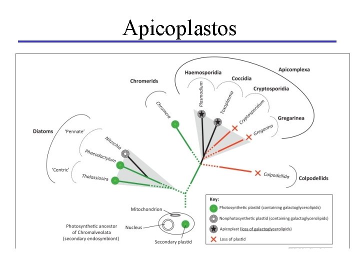 Apicoplastos 