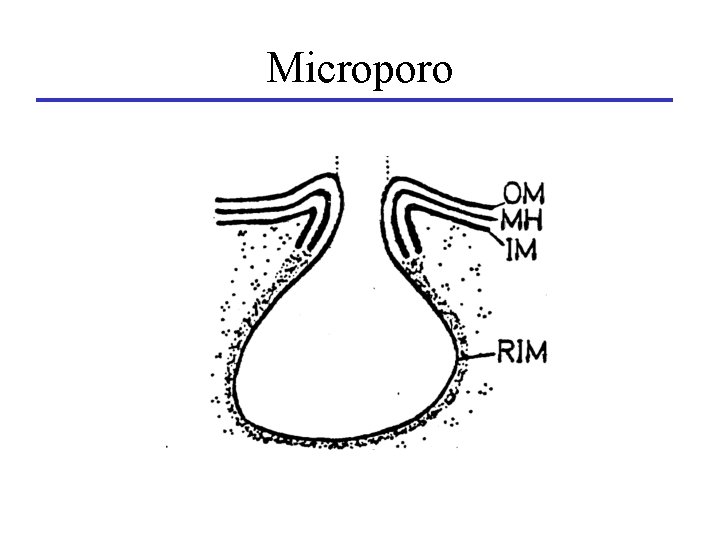 Microporo 