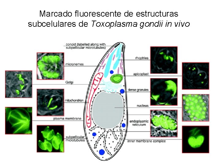 Marcado fluorescente de estructuras subcelulares de Toxoplasma gondii in vivo 