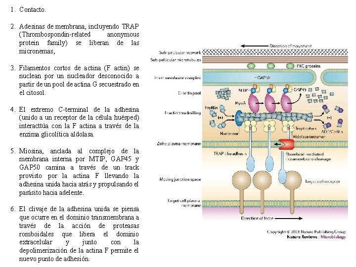 1. Contacto. 2. Adesinas de membrana, incluyendo TRAP (Thrombospondin-related anonymous protein family) se liberan