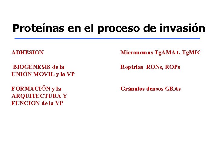 Proteínas en el proceso de invasión ADHESION Micronemas Tg. AMA 1, Tg. MIC BIOGENESIS