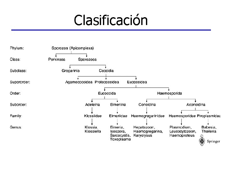 Clasificación 