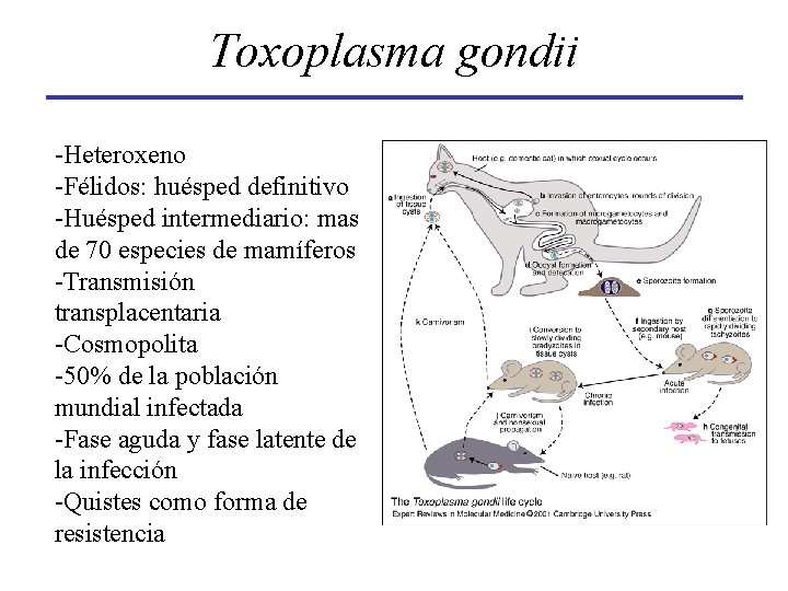 Toxoplasma gondii -Heteroxeno -Félidos: huésped definitivo -Huésped intermediario: mas de 70 especies de mamíferos